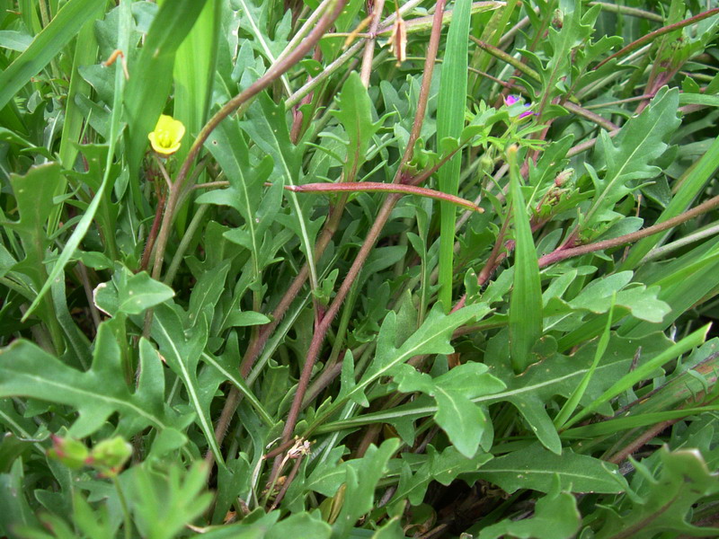 Diplotaxis muralis / Ruchetta dei muri